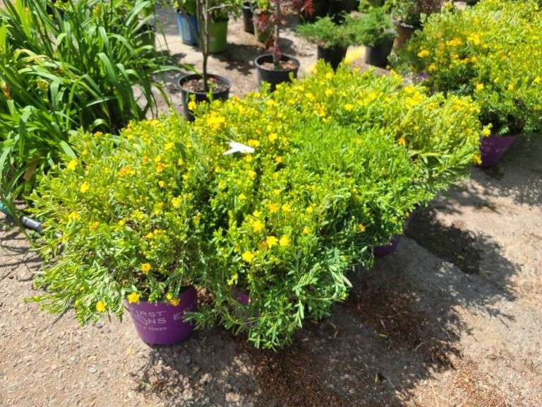 7) Cobalt-N-Gold Hypericum