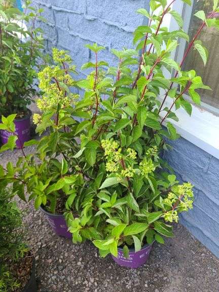 3) Hydrangea Plants