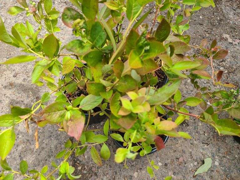 3) Highbush Blueberry