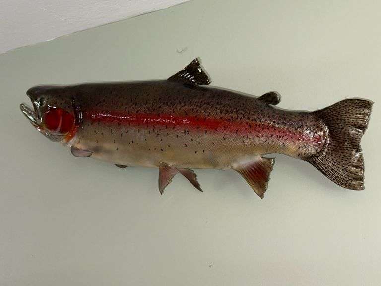 Rainbow Trout Mount