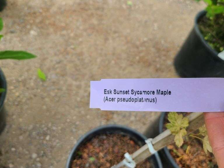 Sunset Sycamore Maple