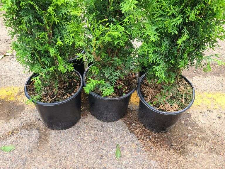 6) Emerald Green Arborvitae