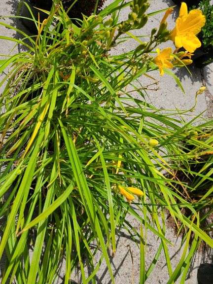 6) Daylily