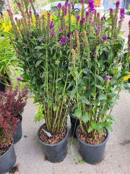4) Purplegum  Candles Veronica