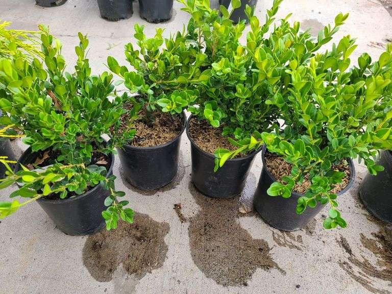 4) Winter Gem Boxwood