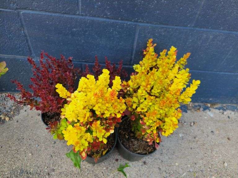 Plants - Trees, Shrubs, Flowers