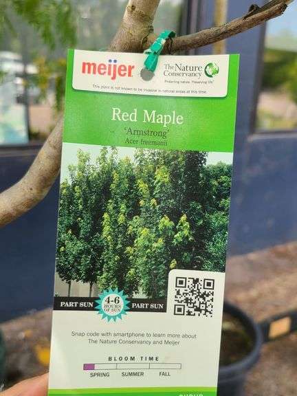 Red Maple Tree