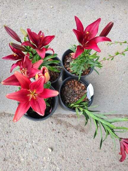 4) Lilium Dwarf Violet