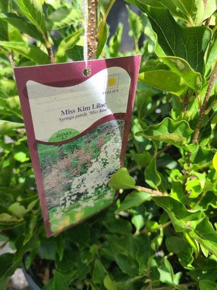5) Miss Kim Lilac Plants