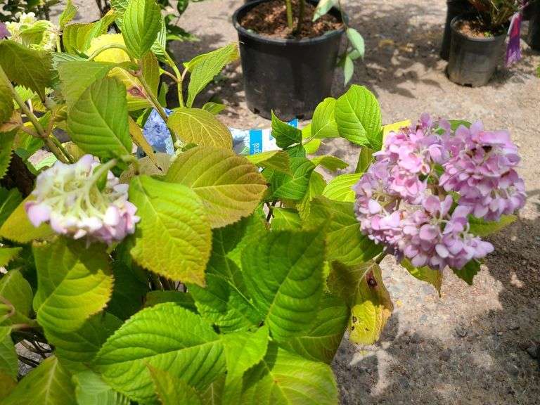 Hydrangea