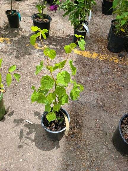 Little Leaf Lindan