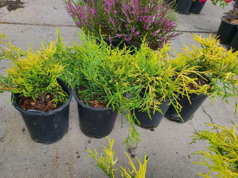 4) False Cypress