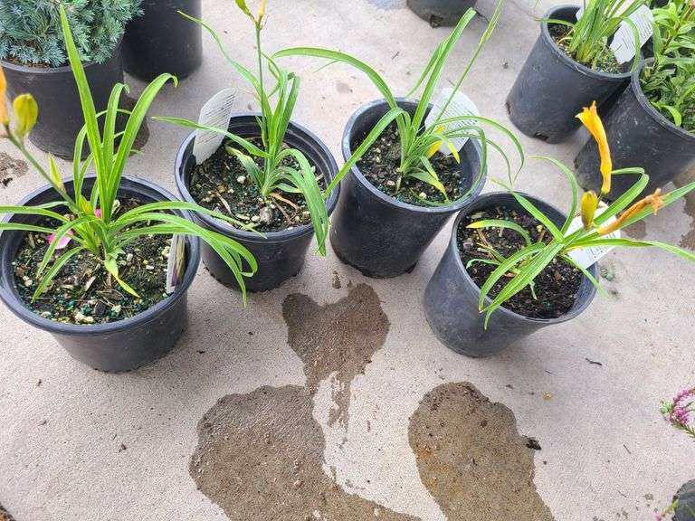4) Hemerocallis Happy Returns
