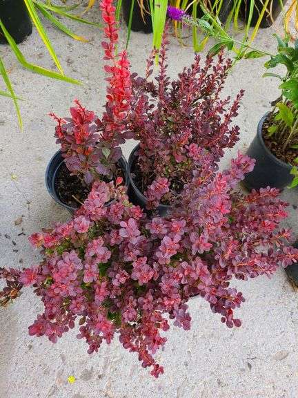 4) Royal Burgundy Barberry
