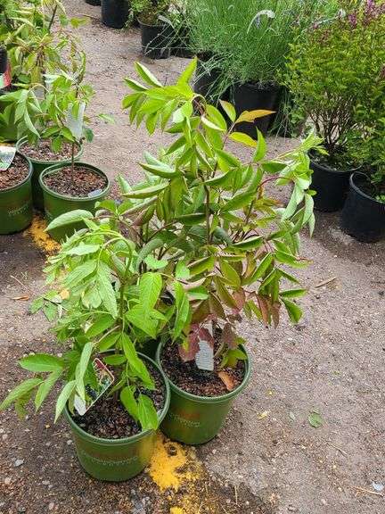 3) Bob Gordon Elderberry