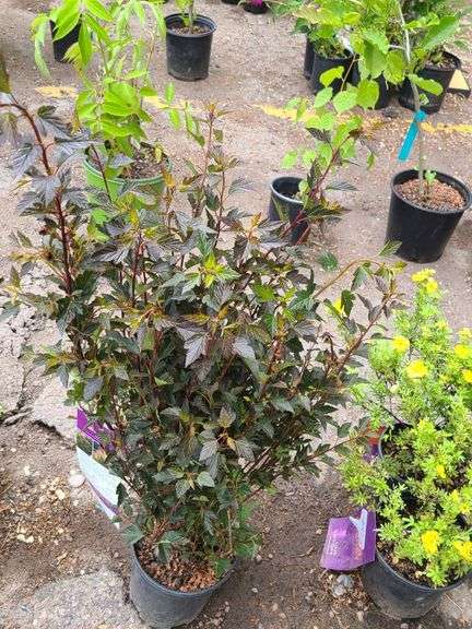 2) Little Devil Ninebark