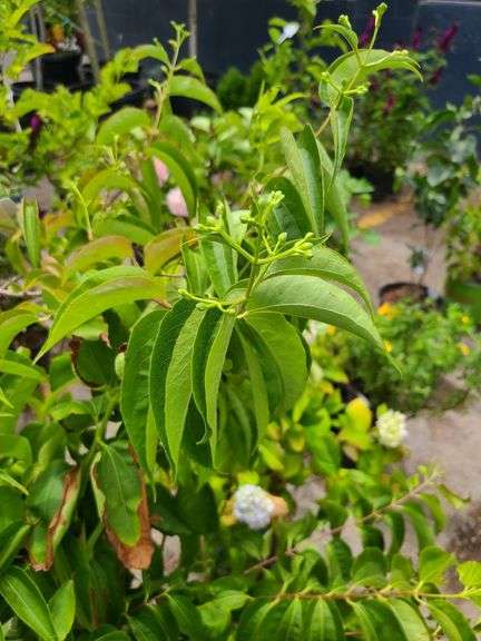 2) Seven Son Flower Tree