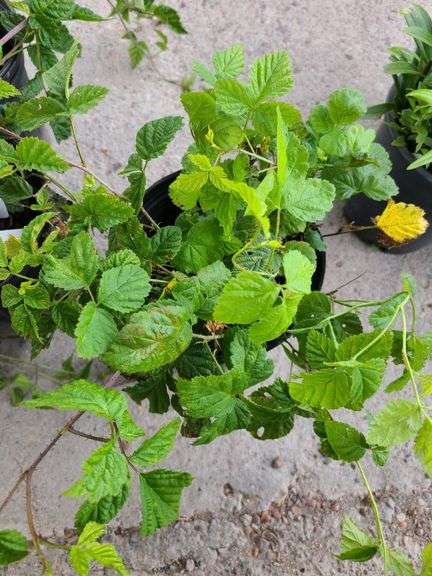 3) Dewberry