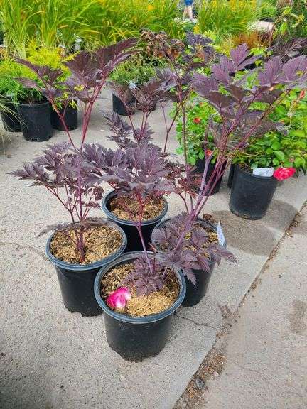 4) Actaea Black Negligee
