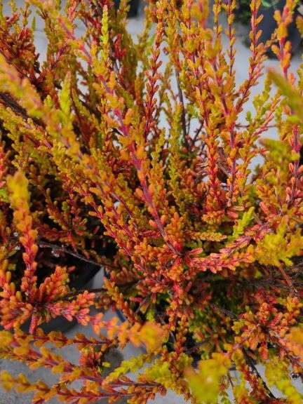 4) Calluna Vulgaris Firefly