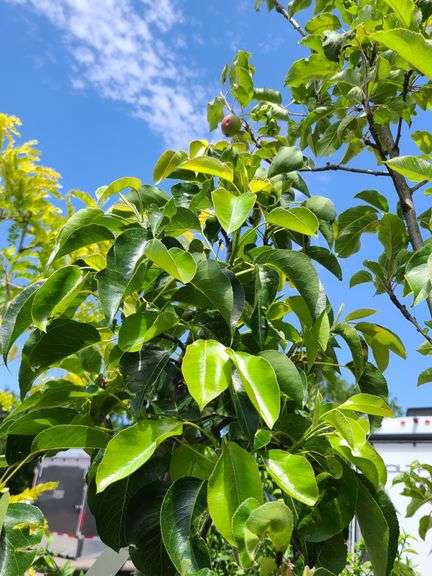 Cleveland Select Flowering Pear Tree, Apple Tree