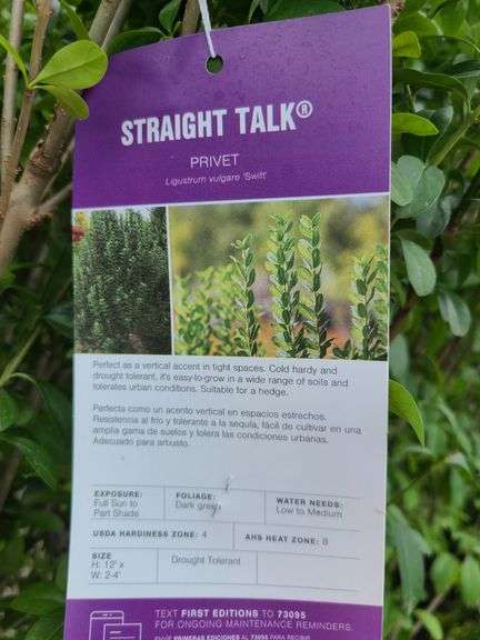 6) Ligustrum Ovalifolium (California Privet)