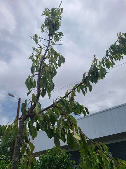 Cherry Tree