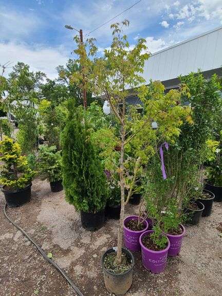 Green Upright Japanese Maple