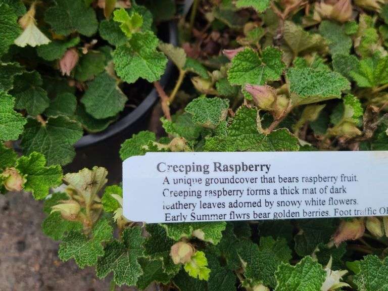 3) Creeping Raspberry