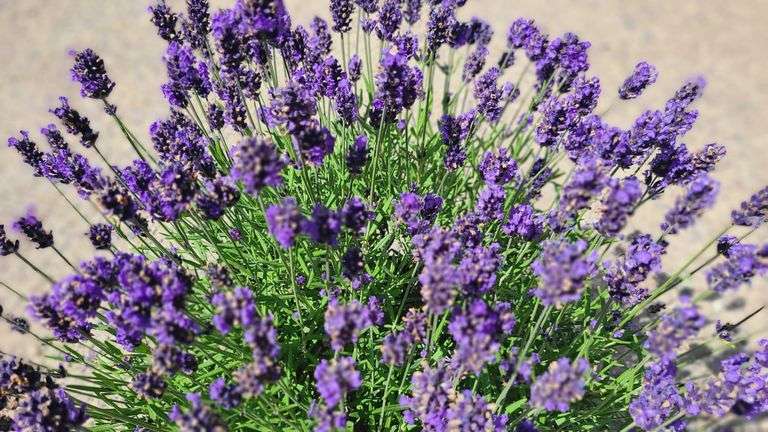 Lavender Bush