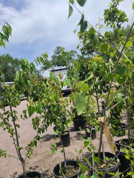 Straight Talk Privet, European White Birch