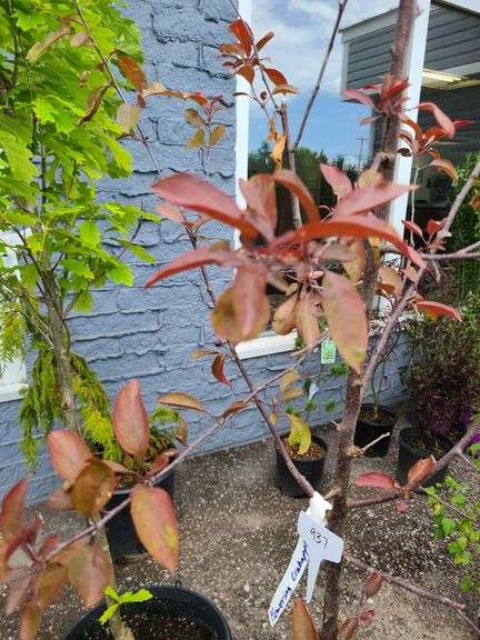 Flowering Crabapple