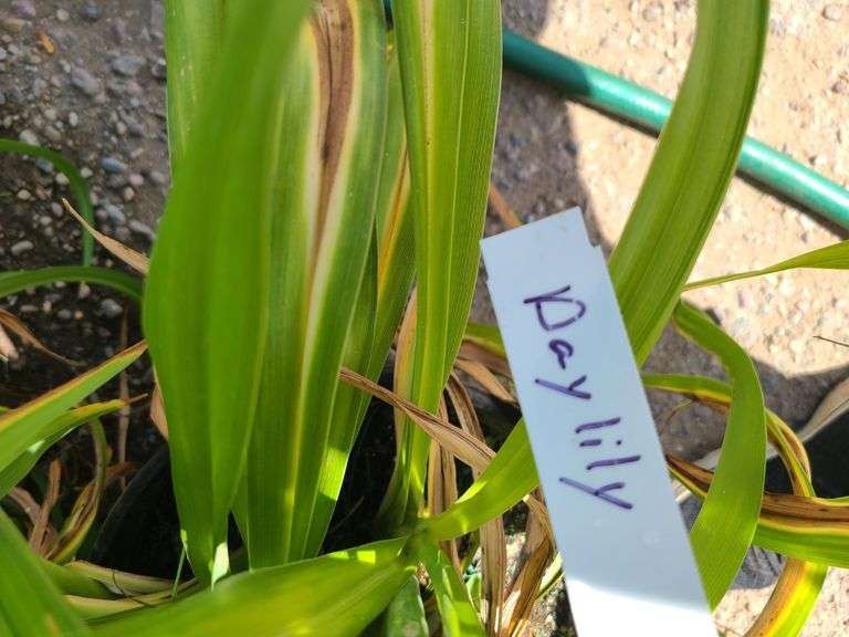 3) Daylilies