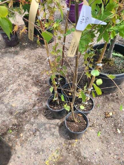 European White Birch, 3) Radiant Japanese Maple, Norway Maple