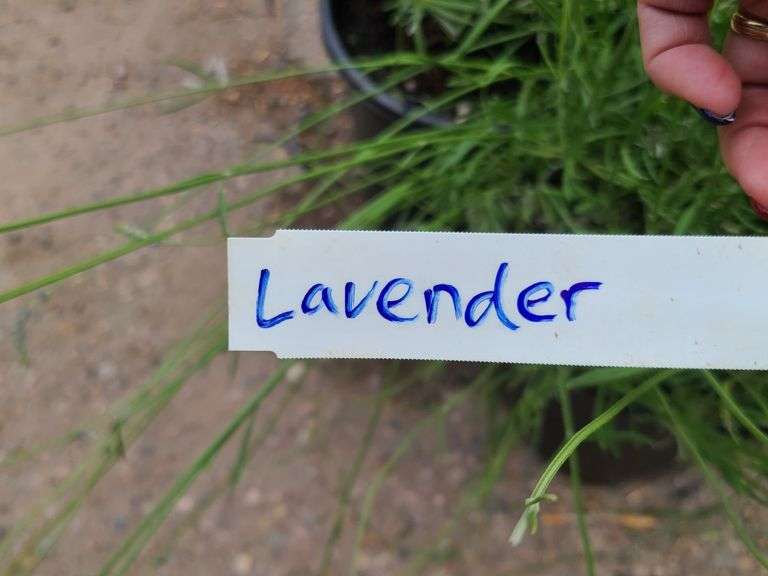 5) Lavender Plants