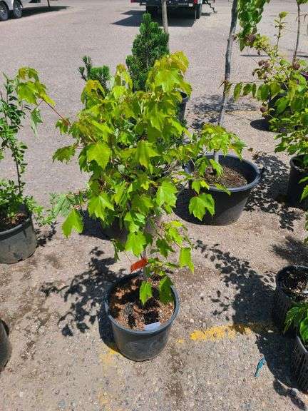 Red Maple