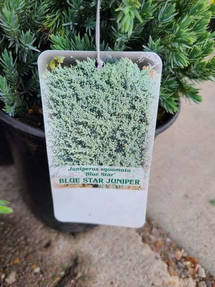6) Blue Star Juniper