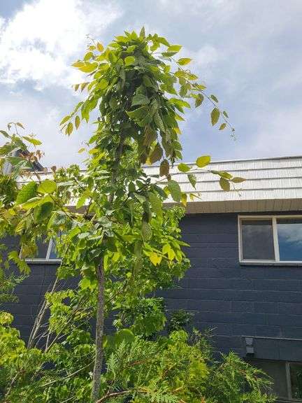 American Hornbeam
