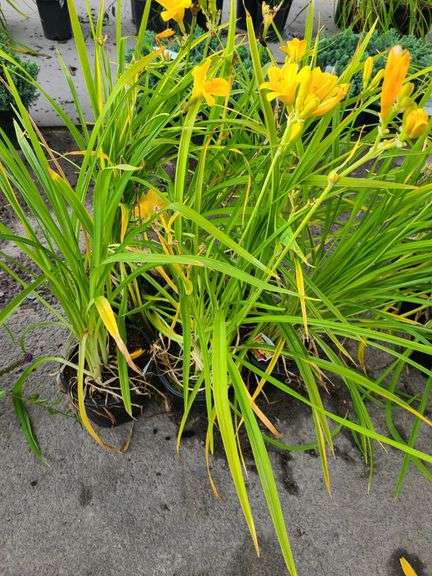 6) Daylily
