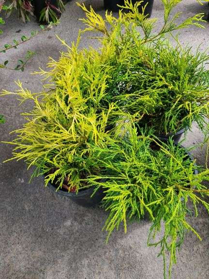 4) False Cypress