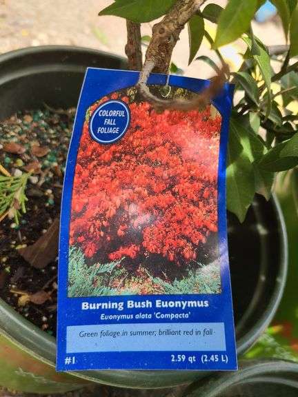3) Burning Bush Euonymus