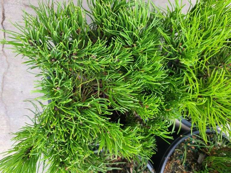4) Dwarf Mugo Pine