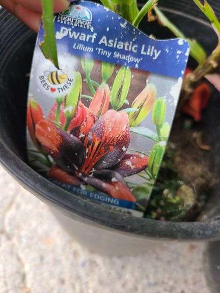 2) Dwarf Asiatic Lilies