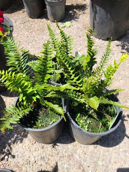 3) Western Sword Fern
