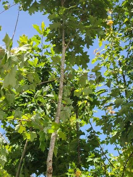 Northern Red Oak