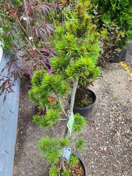 Japanese White Pine