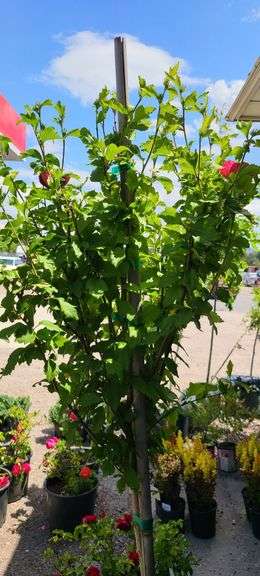 Hibiscus Rose of Sharon Tree