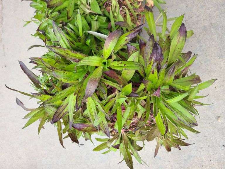2) Dianthus Sooty