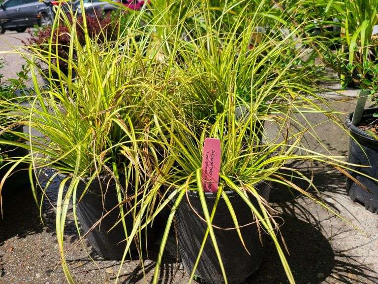 4) Japanese Sedge Eversheen
