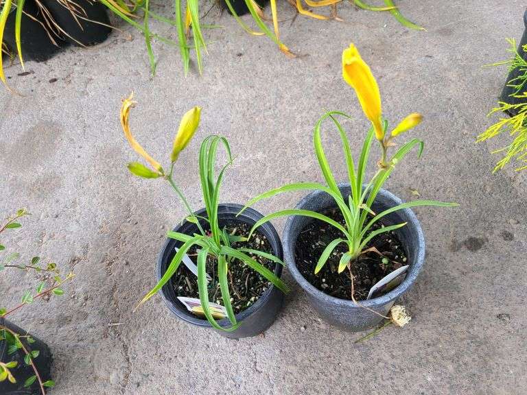 2) Hemerocallis Happy Returns Daylily